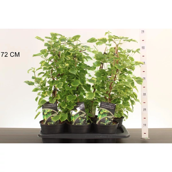 Kúszó hortenzia    HYDRANGEA ANOMALA MIRRANDA 40/50 CS17