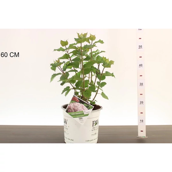 Cserjés hortenzia  HYDRANGEA ARBORESCENS SWEET ANNABELLE 30/35 K5