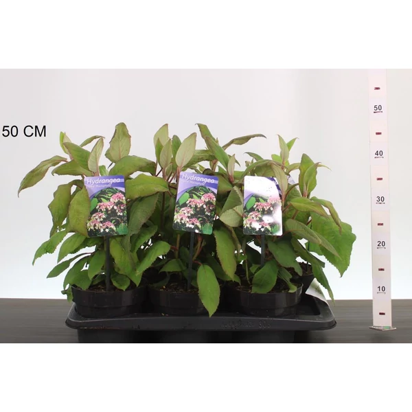 Kerti hortenzia  HYDRANGEA ASPERA MACROPHYLLA 25/30 K2