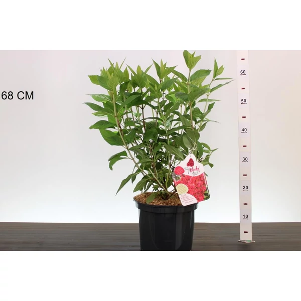 Bugás hortenzia    HYDRANGEA PANICULATA BLOODY MARIE 40/60 K5