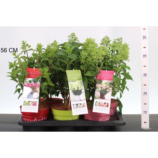 Bugás hortenzia    HYDRANGEA PANICULATA GARDEN LIGHTS 30/+ K2