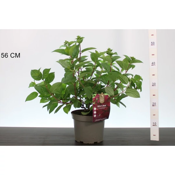 Bugás hortenzia    HYDRANGEA PANICULATA WIMS RED 30/40 CS19
