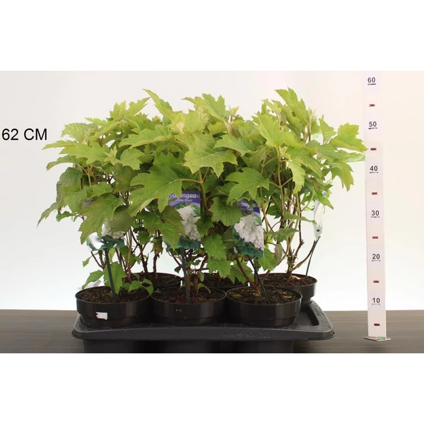 Tölgylevelű hortenzia   HYDRANGEA QUERCIFOLIA SNOW QUEEN 25/30 K2