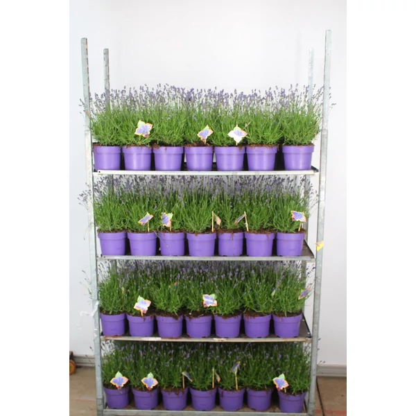 Levendula  LAVANDULA ANGUSTIFOLIA HIDCOTE 40/45 K3