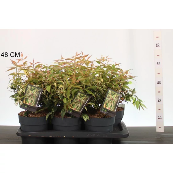 Fürtös hanga    LEUCOTHOE FONTANESIANA MAKIJAZ 25/30 CS17