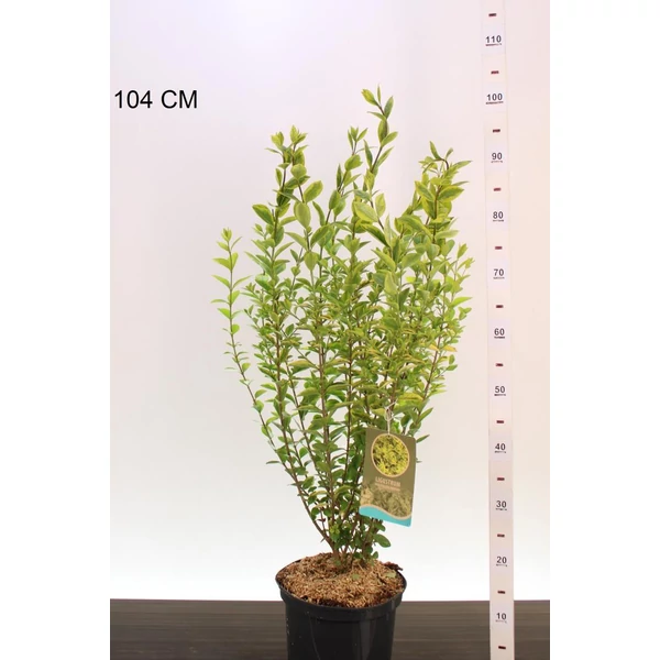 Aranytarka télizöld fagyal  LIGUSTRUM OVALIFOLIUM AUREUM 40/50 K5