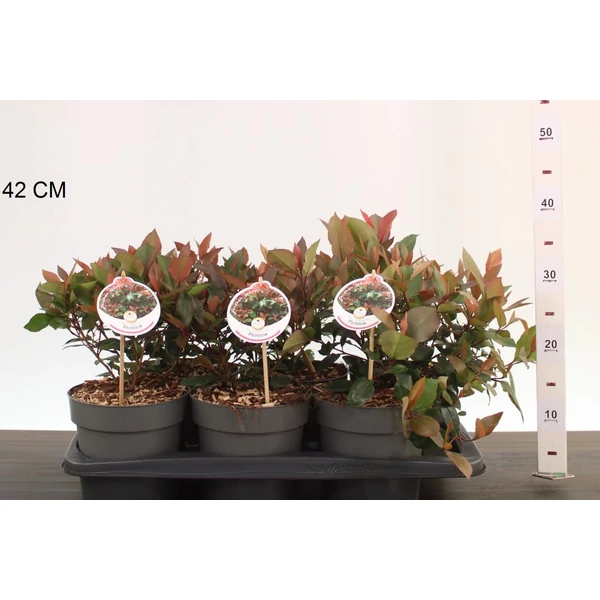 Örökzöld korallberkenye  PHOTINIA FRASERI LITTLE RED ROBIN 25/30 CS17