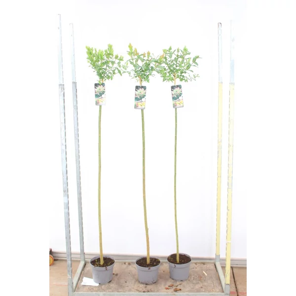 Tarkalevelű japán fűz  SALIX INTEGRA HAKURO-NISHIKI T150 K5