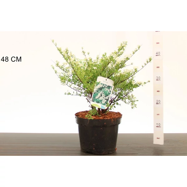 Japán gyöngyvessző SPIRAEA NIPPONICA SNOWMOUND 30/40 K3