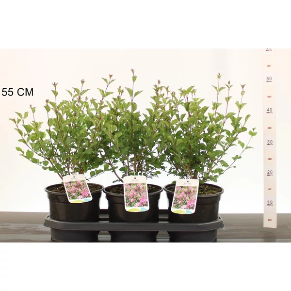 Törpe orgona   SYRINGA MEYERI PALIBIN K3