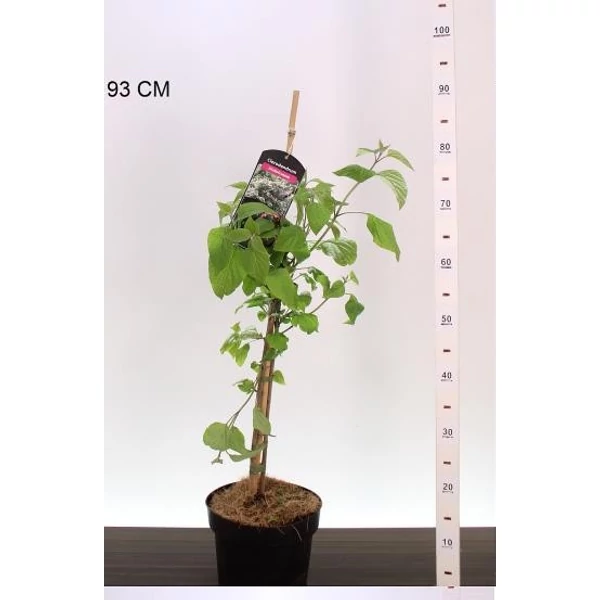 Végzetfa  CLERODENDRON TRICHOTOMUM 60/80 K4