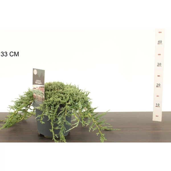 Kék kúszóboróka  JUNIPERUS HORIZONTALIS ICEE BLUE 20/25 K3