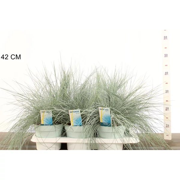 Fényperje   FESTUCA GLAUCA INTENS BLUE 30/+ CS17