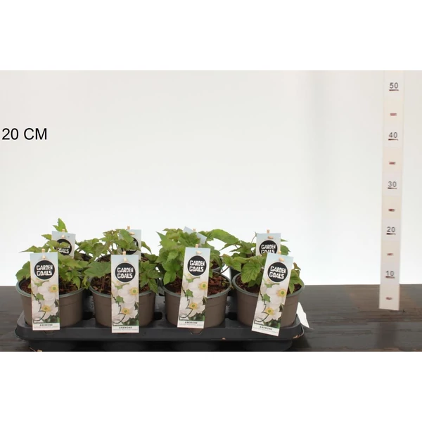 Szellőrózsa   ANEMONE HYBRIDA HONORINE JOBERT 40/45 K2