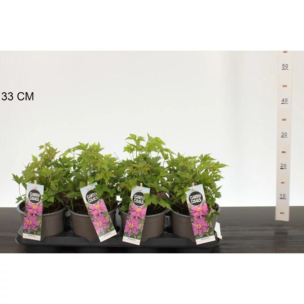 Szellőrózsa  ANEMONE HUPEHENSIS PRINZ HEINRICH K2