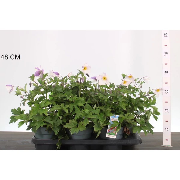 Szellőrózsa   ANEMONE WILD SWAN 30CM CS15