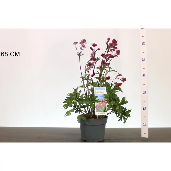 Völgycsillag  ASTRANTIA BURGUNDI MANOR 40/50 CS19