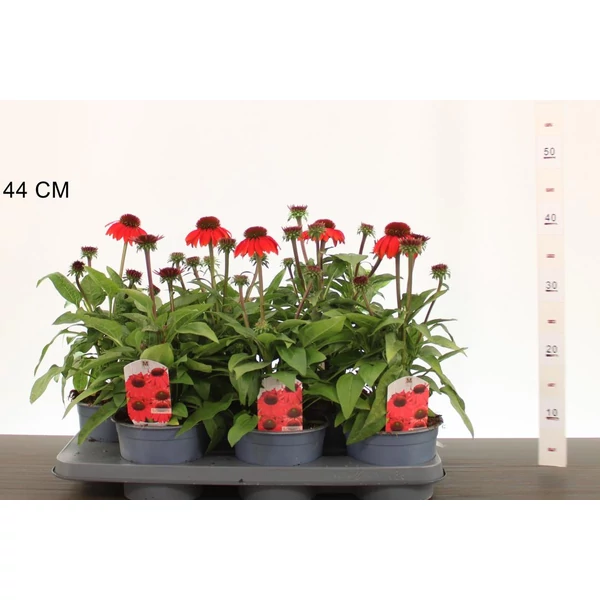 Bíbor kasvirág   ECHINACEA PURPUREA FAJTÁK CS15