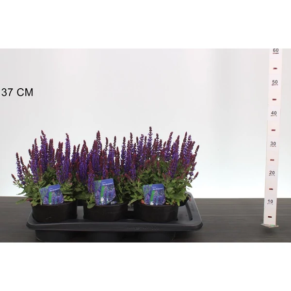 Ligeti zsálya  SALVIA NEMOROSA BLAUQUETTA 10/20 CS17