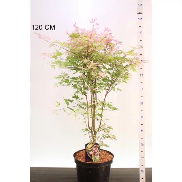Japán juhar  ACER PALMATUM ORIDONO NISHIKI 80/100 K10