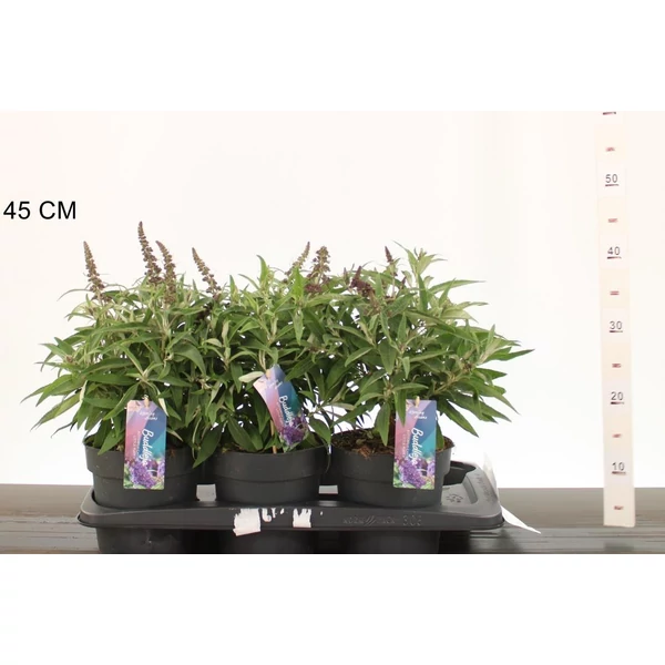 Nyári orgona BUDDLEIA DAVIDII BUTTERFLY CANDY LITTLE PURPLE 35/45 CS17