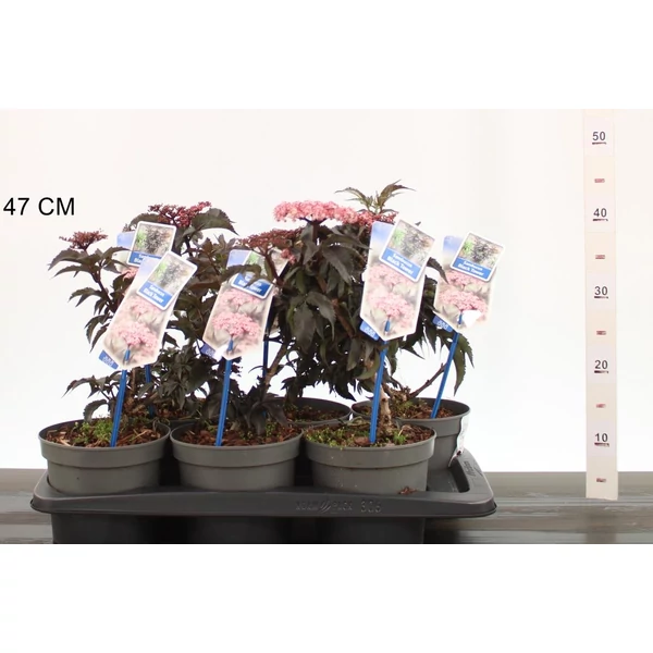 Fekete bodza    SAMBUCUS NIGRA BLACK TOWER 30/40 CS17