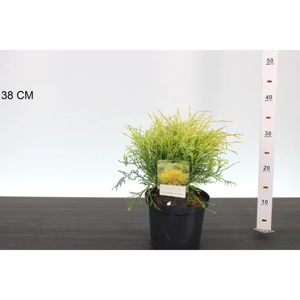 Aranyszínű szavára hamisciprus  CHAMAECYPARIS PISIFERA FILIFERA AUREA 20/25 K2,5