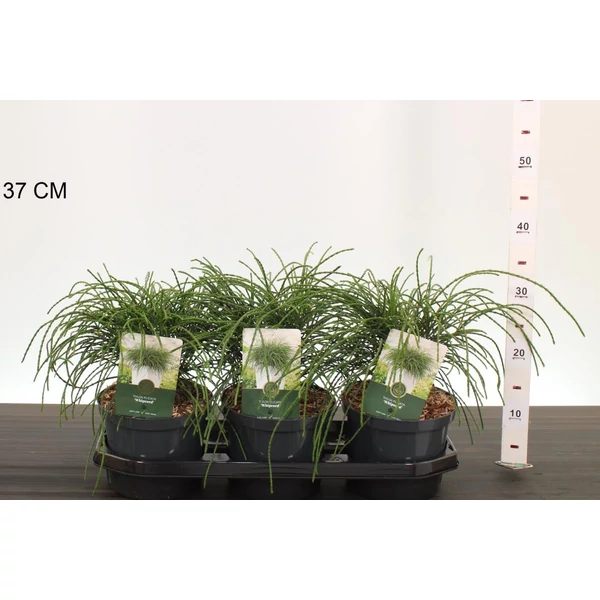 Fonalas tuja THUJA PLICATA WHIPCORD 15/20 K2,5