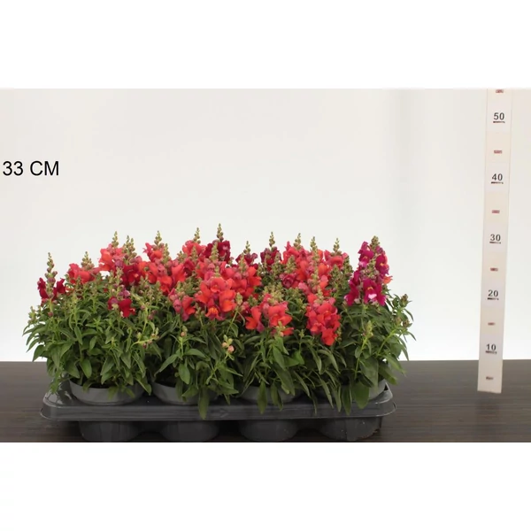 Oroszlánszáj  ANTIRRHINUM MAJUS 20/25 CS13