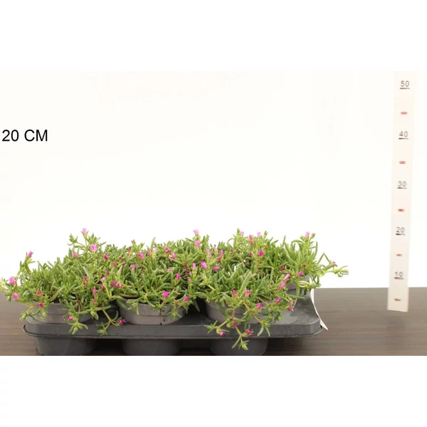 Kristályvirág   DELOSPERMA COOPERI CS13