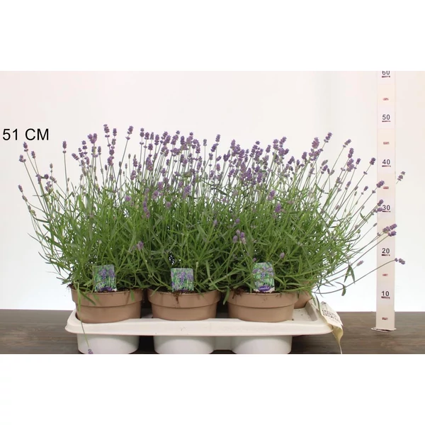 Levendula  LAVANDULA ANGUSTIFOLIA ESENCE PURPLE CS17