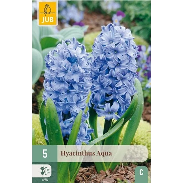 Jácint VIRÁGHAGYMA HYACINTHUS AQUA 5DB/CSOMAG JUB 300260