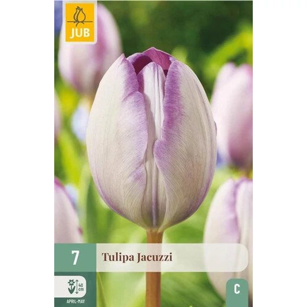 Tulipán VIRÁGHAGYMA TULIPS JACUZZI 7DB/CSOMAG JUB 301795