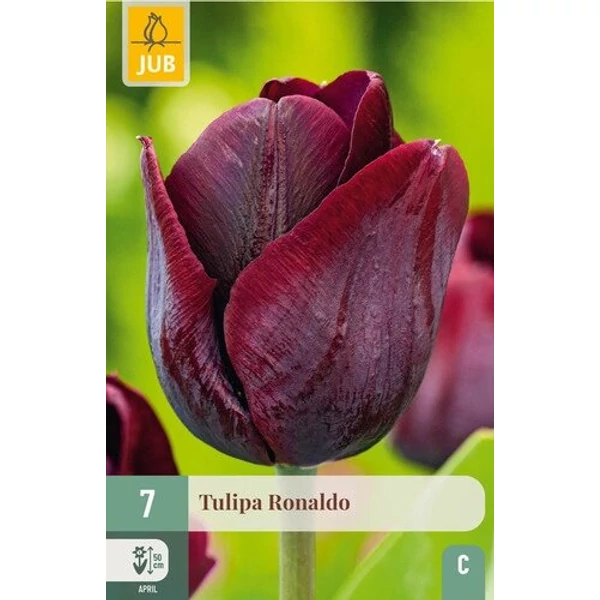 Tulipán VIRÁGHAGYMA TULIPS RONALDO 7DB/CSOMAG JUB 301975