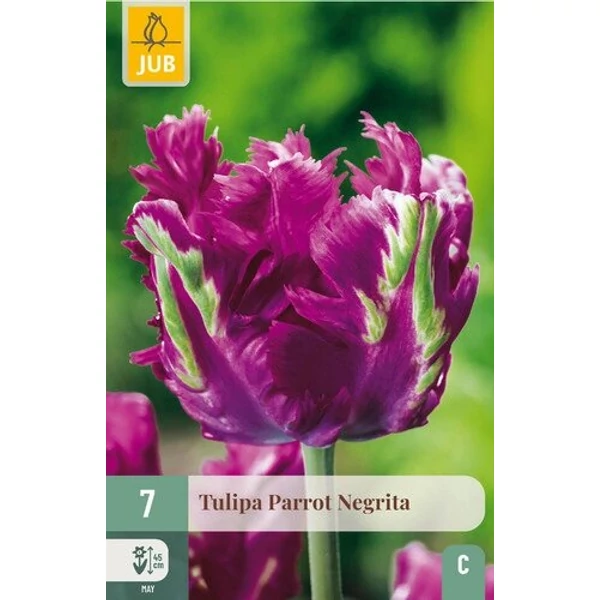 Tulipán VIRÁGHAGYMA TULIPS PARROT NEGRITA 7DB/CSOMAG JUB 303640