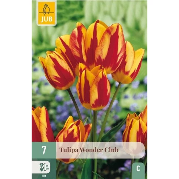 Tulipán VIRÁGHAGYMA TULIPS WONDER CLUB 7DB/CSOMAG JUB 304860