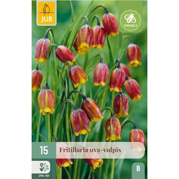 Asszír kockásliliom VIRÁGHAGYMA FRITILLARIA UVA-VULPIS 15DB/CSOMAG JUB 309878
