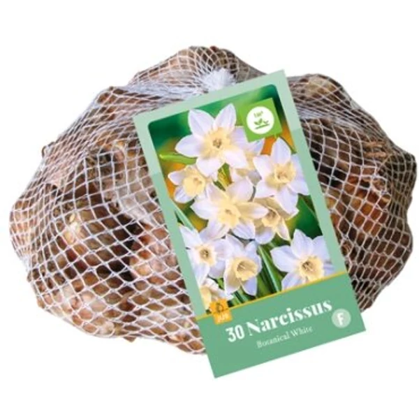 Nárcisz VIRÁGHAGYMA NARCISSUS BOTANICAL WHITE 30DB/CSOMAG JUB 320790