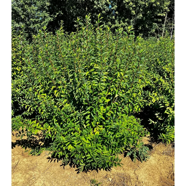 Aranyvessző FORSYTHIA INTERMEDIA MIKADOR 125/150*