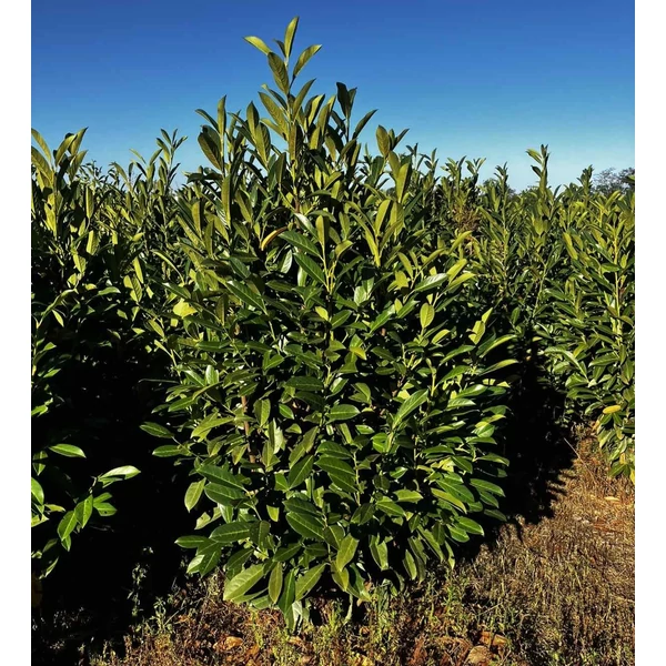 Oszlopos babérmeggy  PRUNUS LAUROCERASUS ELLY 125/150*