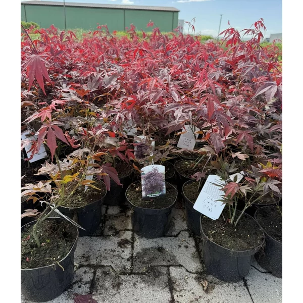 Japán juhar  ACER PALMATUM ATROPURPUREUM K2