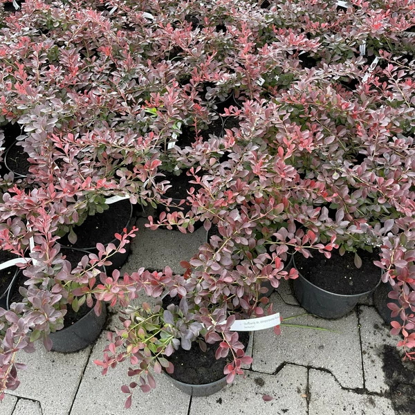 Japán vérborbolya    BERBERIS THUNBERGII ATROPURPUREA NANA K2