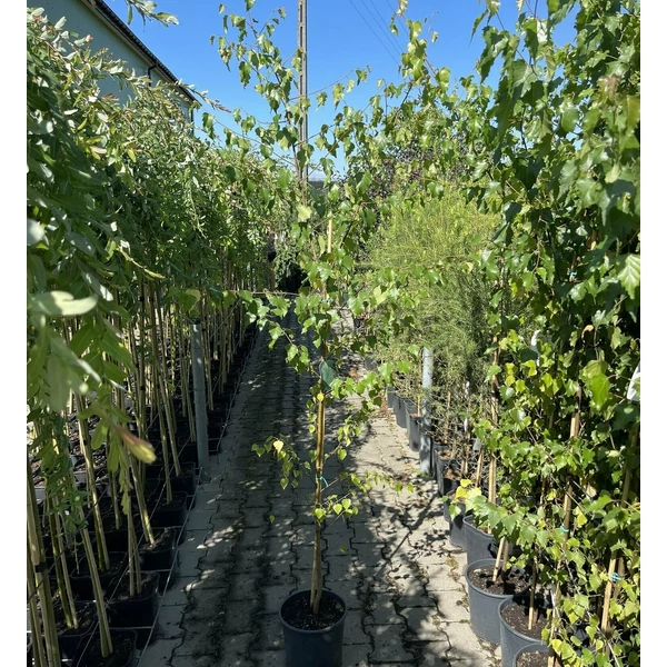Nyír  BETULA PENDULA K7