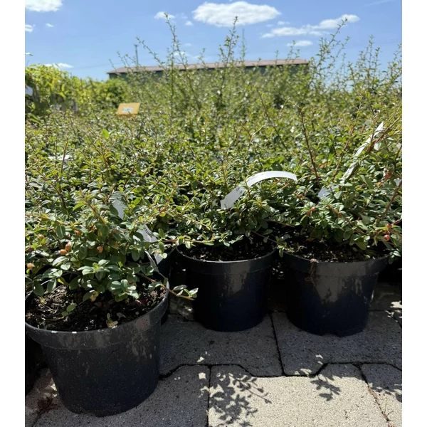 Szőnyegmadárbirs     COTONEASTER URSYNÓW K2