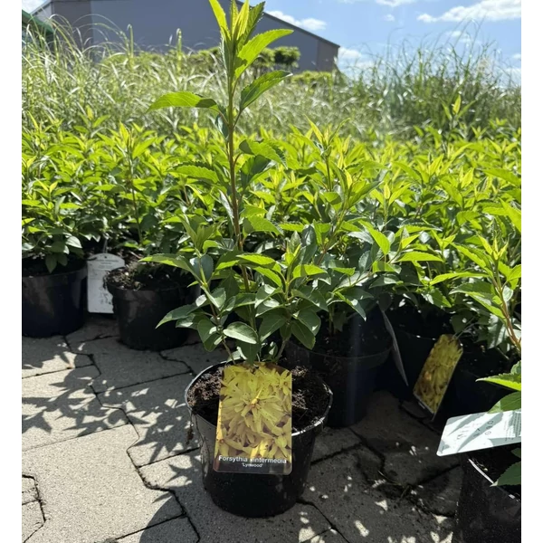 Aranyvessző   FORSYTHIA INTERMEDIA LYNWOOD K2