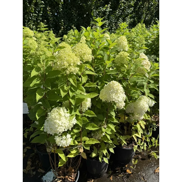 Bugás hortenzia  HYDRANGEA PANICULATA LIMELIGHT K10