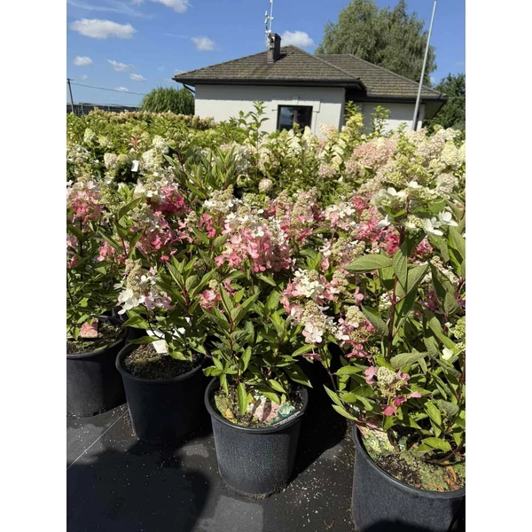 Bugás hortenzia  HYDRANGEA PANICULATA MAGICAL VESUVIUS K10