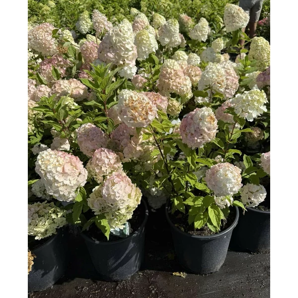 Bugás hortenzia  HYDRANGEA PANICULATA MAGICAL MONT BLANC K10