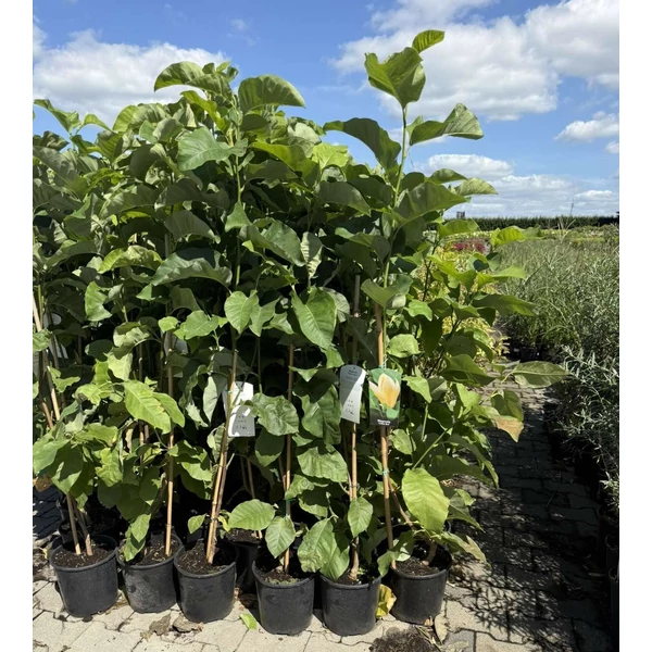 magnólia  MAGNOLIA SOULANGEANA YELLOW BIRD K5