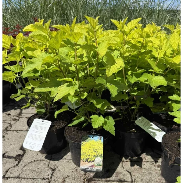 Hólyagvessző     PHYSOCARPUS OPULIFOLIUS DART'S GOLD K2